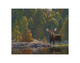 North Country Moose -  Bruce Miller - McGaw Graphics