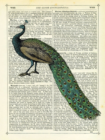 Roaming Peacock -  Marion McConaghie - McGaw Graphics