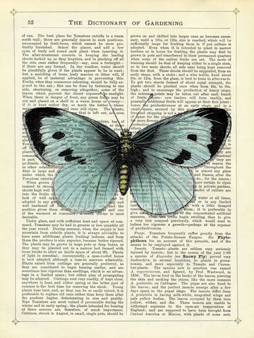 Blue Butterfly -  Marion McConaghie - McGaw Graphics