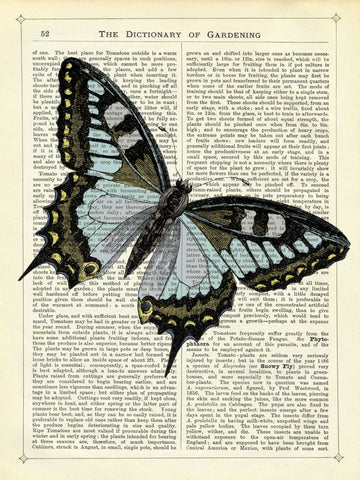 Angled Butterfly -  Marion McConaghie - McGaw Graphics