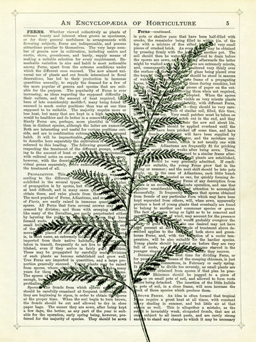 Fern 2 -  Marion McConaghie - McGaw Graphics