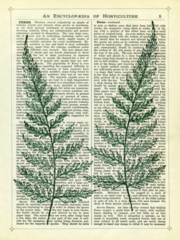 Fern -  Marion McConaghie - McGaw Graphics