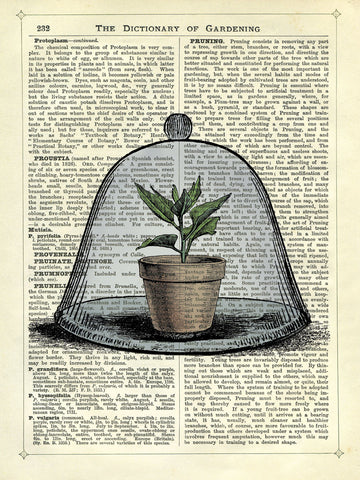Plant Pot in Glass Cloche -  Marion McConaghie - McGaw Graphics