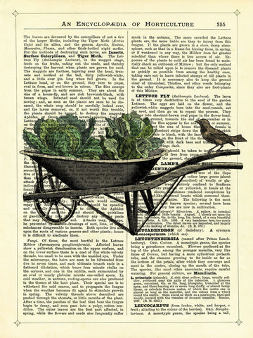 Wheelbarrow Lettuce & Bird -  Marion McConaghie - McGaw Graphics