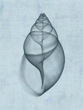 Achatina Shell (light blue) -  Bert Myers - McGaw Graphics