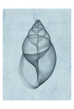 Achatina Shell (light blue) -  Bert Myers - McGaw Graphics
