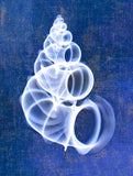 Wentletrap Shell (indigo) -  Bert Myers - McGaw Graphics