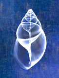 Achatina Shell (indigo) -  Bert Myers - McGaw Graphics