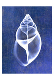 Achatina Shell (indigo) -  Bert Myers - McGaw Graphics
