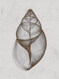 Achatina Shell -  Bert Myers - McGaw Graphics