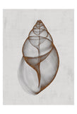 Achatina Shell -  Bert Myers - McGaw Graphics