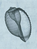 Banded Tun Shell (light blue) -  Bert Myers - McGaw Graphics