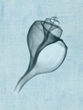 Channelled Whelk (light blue) -  Bert Myers - McGaw Graphics