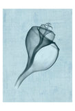 Channelled Whelk (light blue) -  Bert Myers - McGaw Graphics