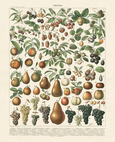 Fruits II -  Adolphe Millot - McGaw Graphics