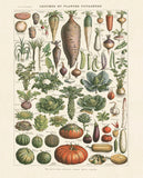Legumes I -  Adolphe Millot - McGaw Graphics