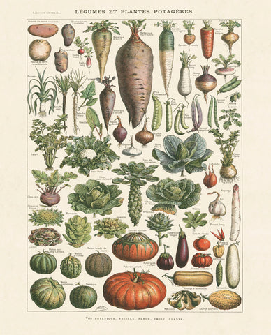 Legumes I -  Adolphe Millot - McGaw Graphics