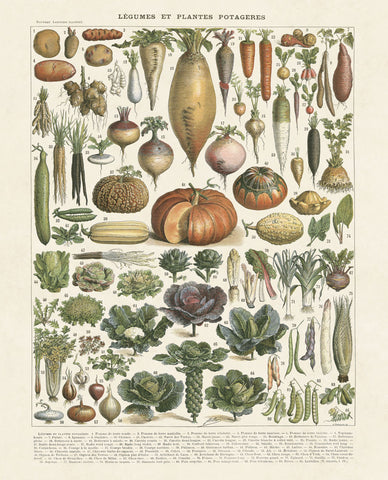 Legumes II -  Adolphe Millot - McGaw Graphics