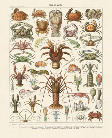 Crustaces -  Adolphe Millot - McGaw Graphics
