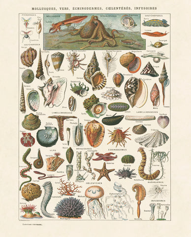 Mollosques I -  Adolphe Millot - McGaw Graphics