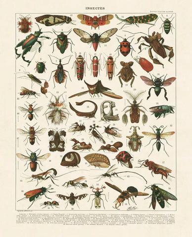 Insectes I -  Adolphe Millot - McGaw Graphics