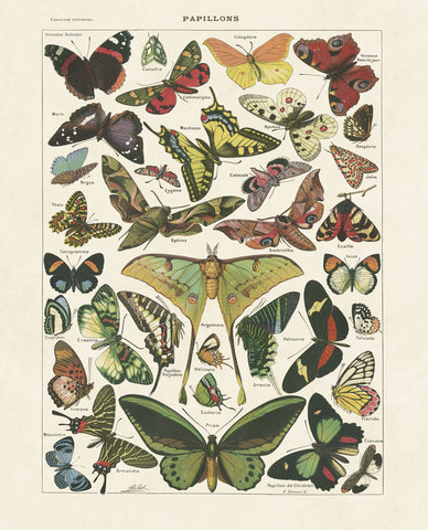 Papillons I -  Adolphe Millot - McGaw Graphics