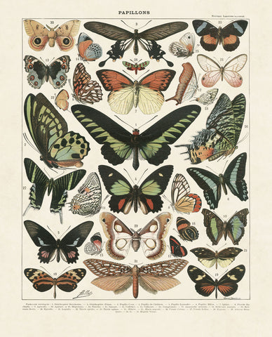 Papillons III -  Adolphe Millot - McGaw Graphics