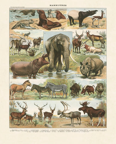 Mammiferes II -  Adolphe Millot - McGaw Graphics