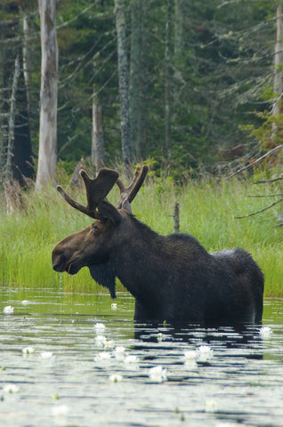 Moose Alert -  Orah Moore - McGaw Graphics