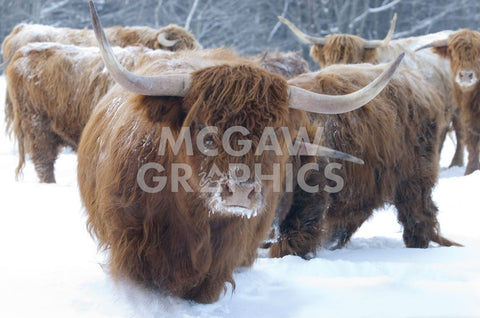 Scottish Highlanders -  Orah Moore - McGaw Graphics