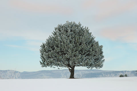 Frosted Pine -  Orah Moore - McGaw Graphics