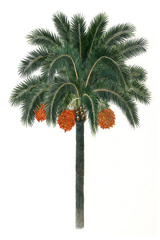 Date Palm -  Dean Northwood - McGaw Graphics