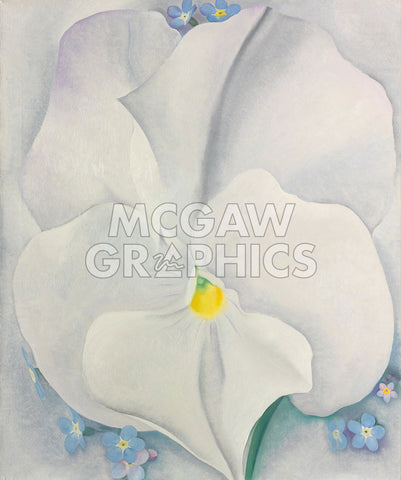 White Pansy, 1927 -  Georgia O'Keeffe - McGaw Graphics