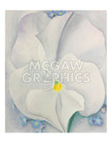 White Pansy, 1927 -  Georgia O'Keeffe - McGaw Graphics