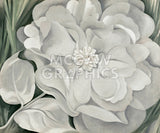 The White Calico Flower, 1931 -  Georgia O'Keeffe - McGaw Graphics