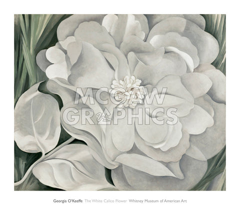 The White Calico Flower, 1931 -  Georgia O'Keeffe - McGaw Graphics