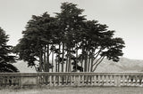 Cypress Trees and Balusters -  Christian Peacock - McGaw Graphics