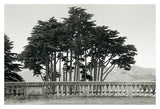 Cypress Trees and Balusters -  Christian Peacock - McGaw Graphics