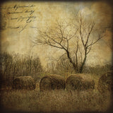 Hayrollers -  Dawne Polis - McGaw Graphics