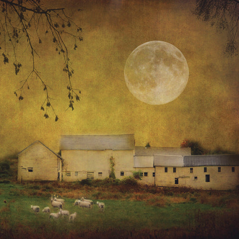 Sheep Under a Harvest Moon -  Dawne Polis - McGaw Graphics