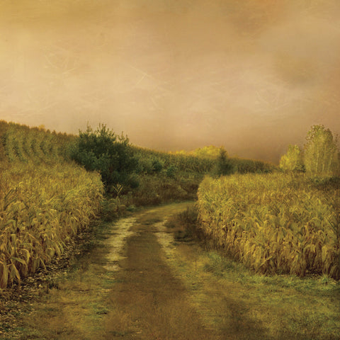 Sunset Cornfield -  Dawne Polis - McGaw Graphics