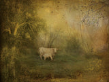 Tendre Charolais -  Dawne Polis - McGaw Graphics