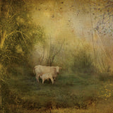 Tendre Charolais -  Dawne Polis - McGaw Graphics