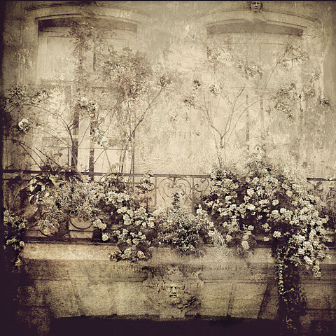 Paris Window Garden -  Dawne Polis - McGaw Graphics