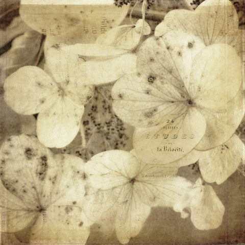 Hydrangeas 1 -  Dawne Polis - McGaw Graphics