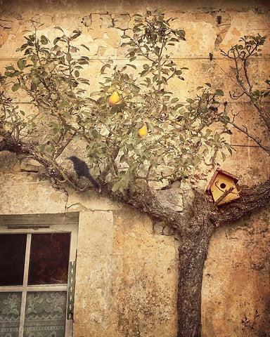 Espaliered Apple, Crow and Birdhouse -  Dawne Polis - McGaw Graphics