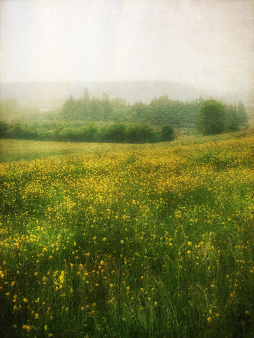 Foggy Meadow -  Dawne Polis - McGaw Graphics