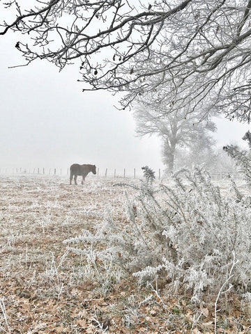 Horse and Hoarfrost -  Dawne Polis - McGaw Graphics