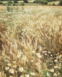 Wheat and Wild Chamomile -  Dawne Polis - McGaw Graphics