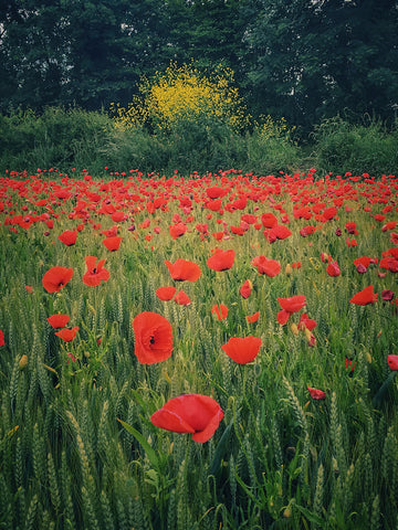 Poppies in the Wheat -  Dawne Polis - McGaw Graphics